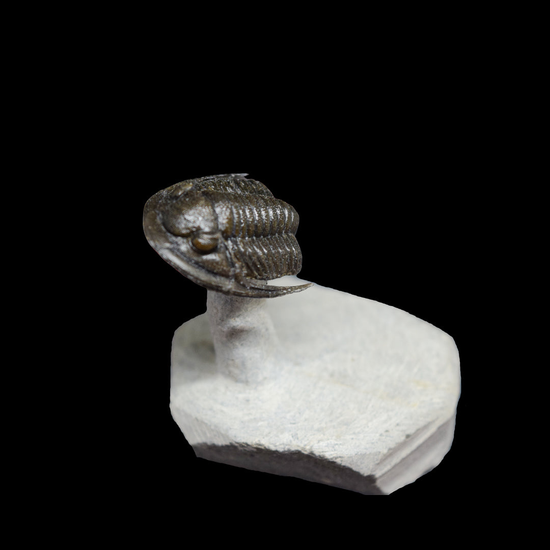 Trilobite Cornuproetus "Volando"