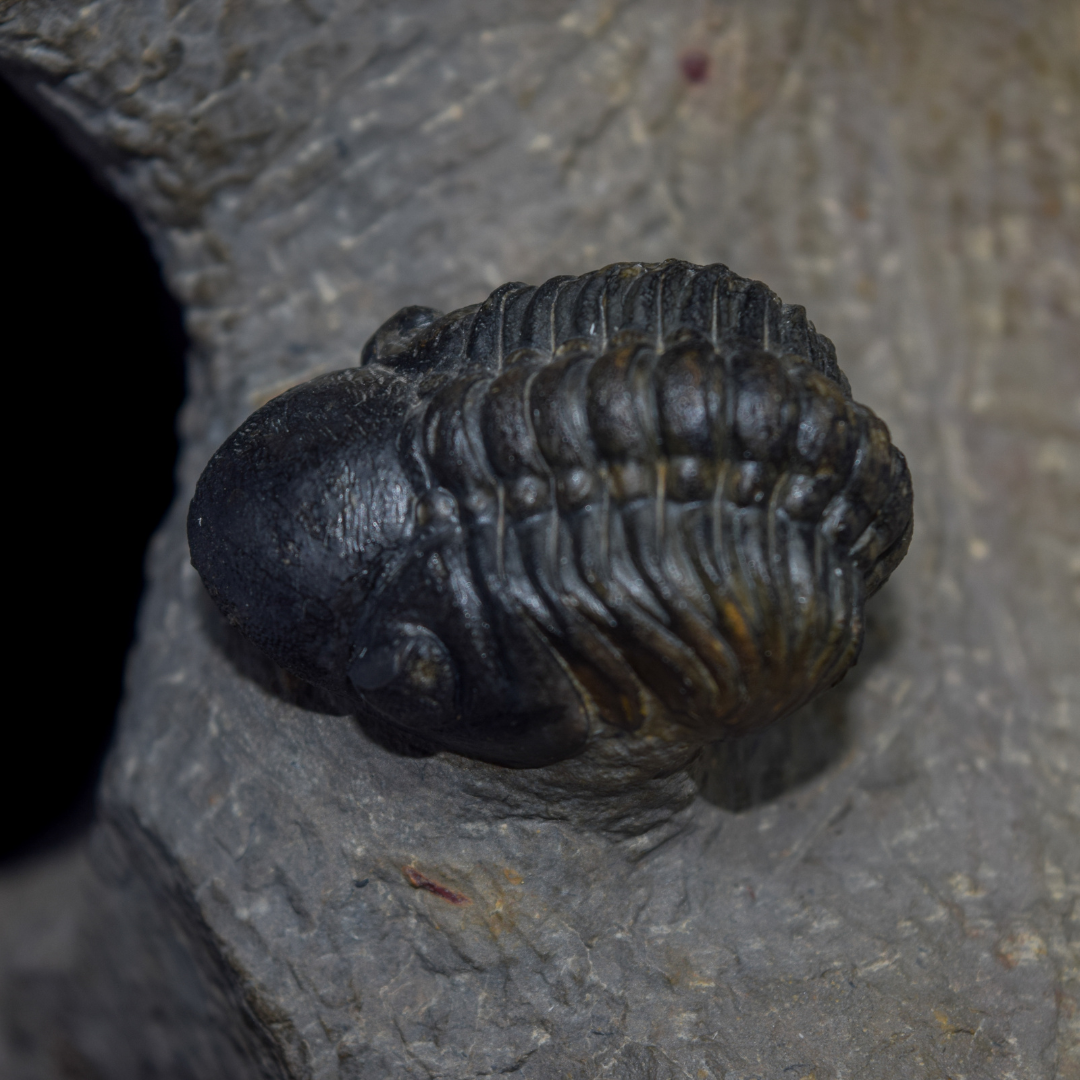 Trilobites Phacops