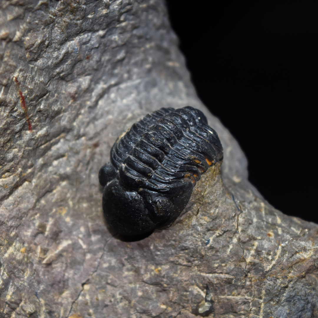 Trilobites Phacops
