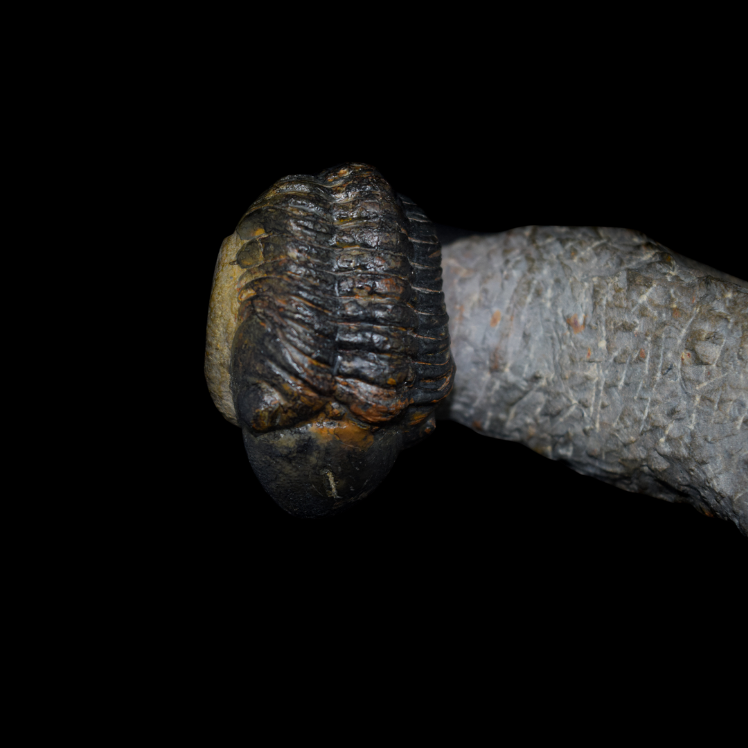 Trilobites Phacops