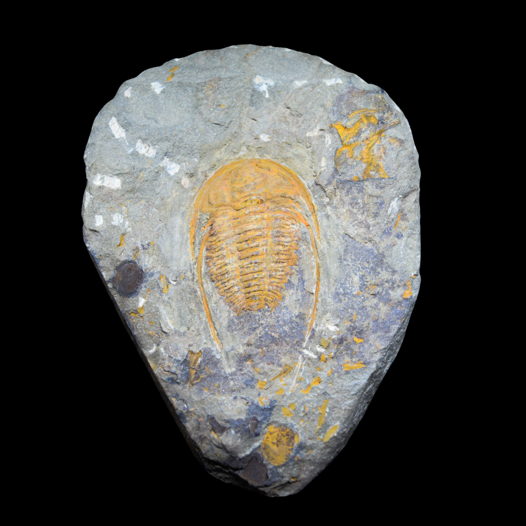 Trilobite Hamatolenus