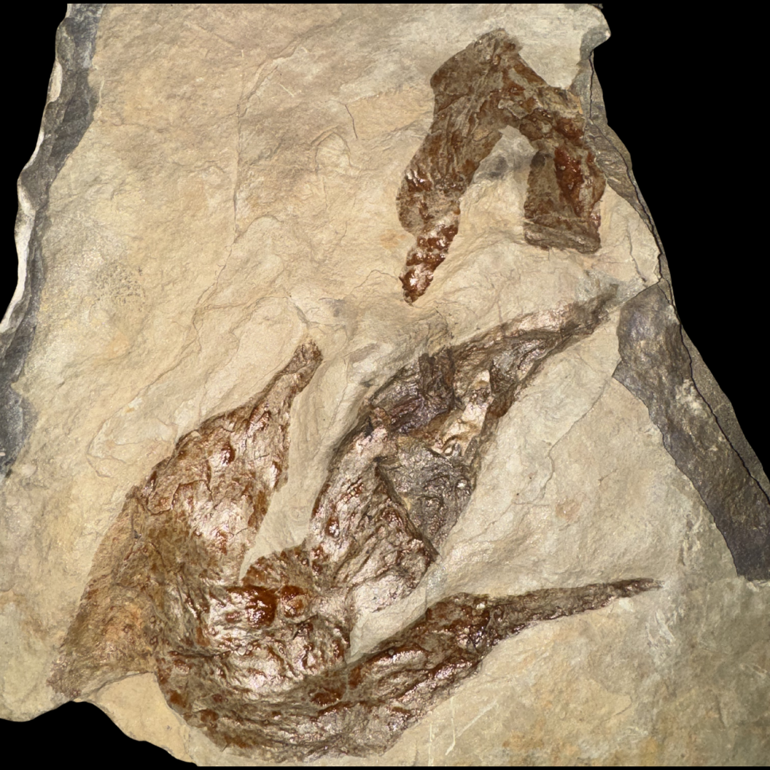 Huellas de Dinosaurio (Icnofósil)