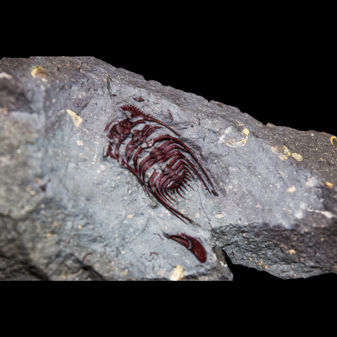 Leonaspis Rojo