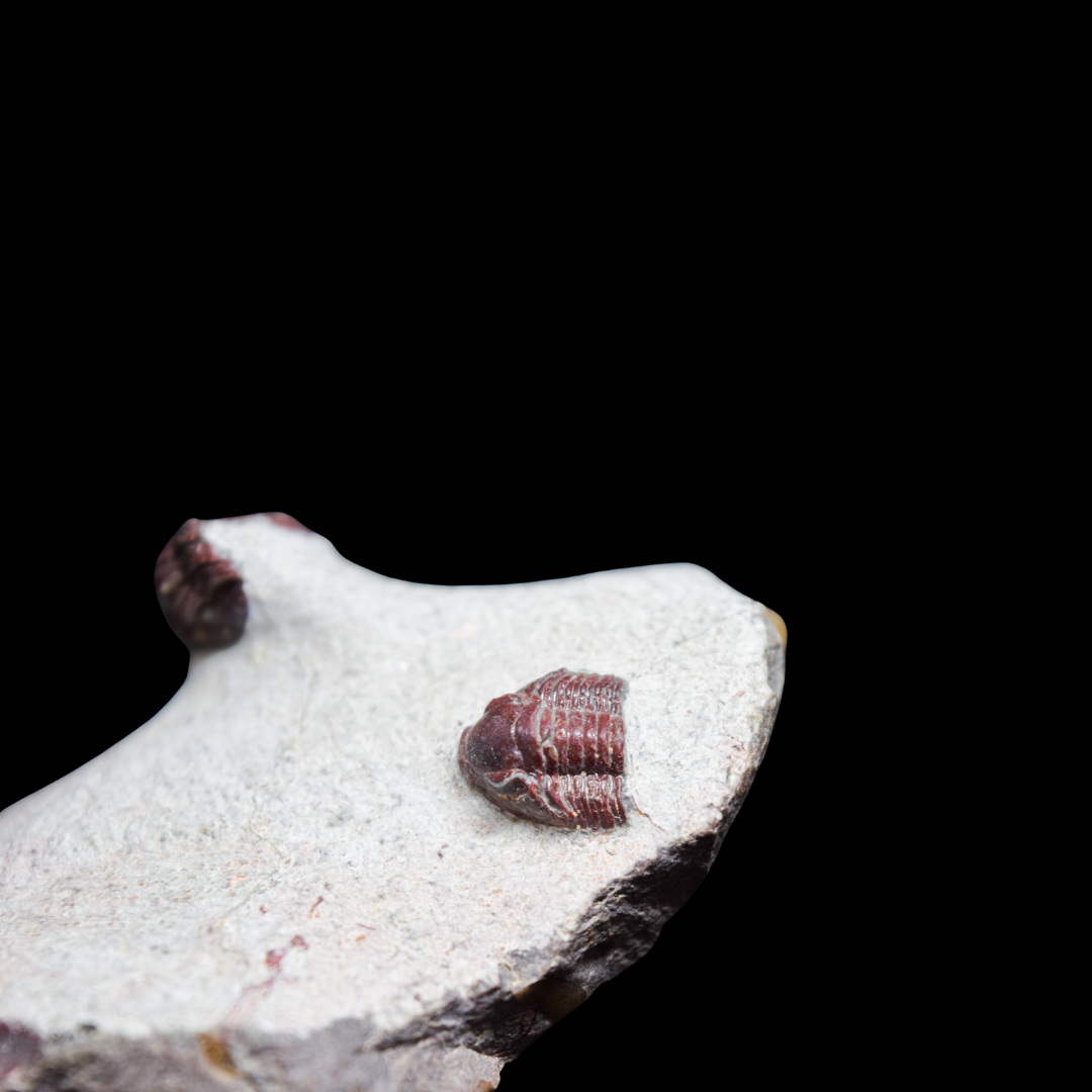 Trilobites Gerastos rojos