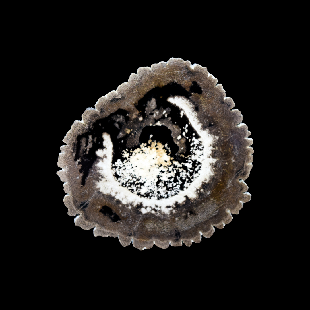 Laja de Madera Petrificada