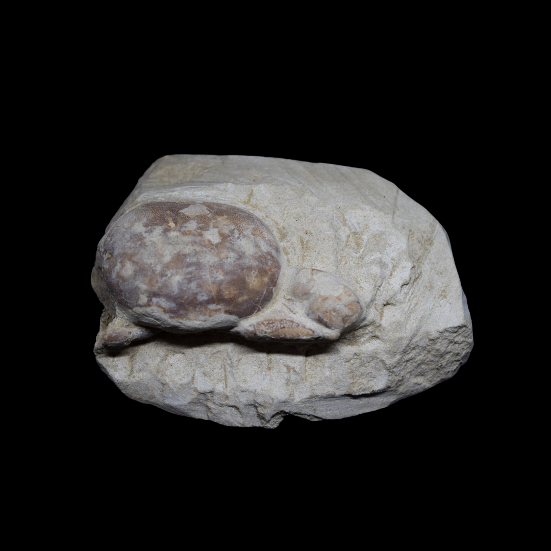 Fossilized crab