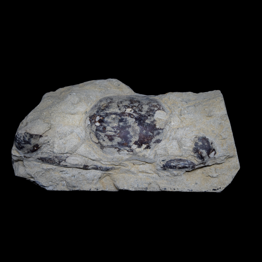 Fossilized crab