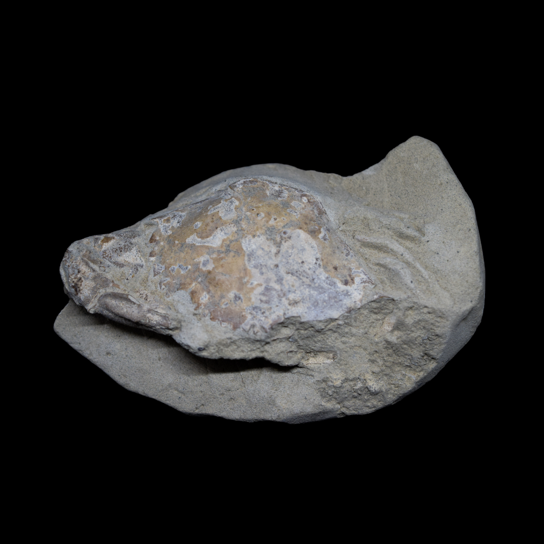 Fossilized crab