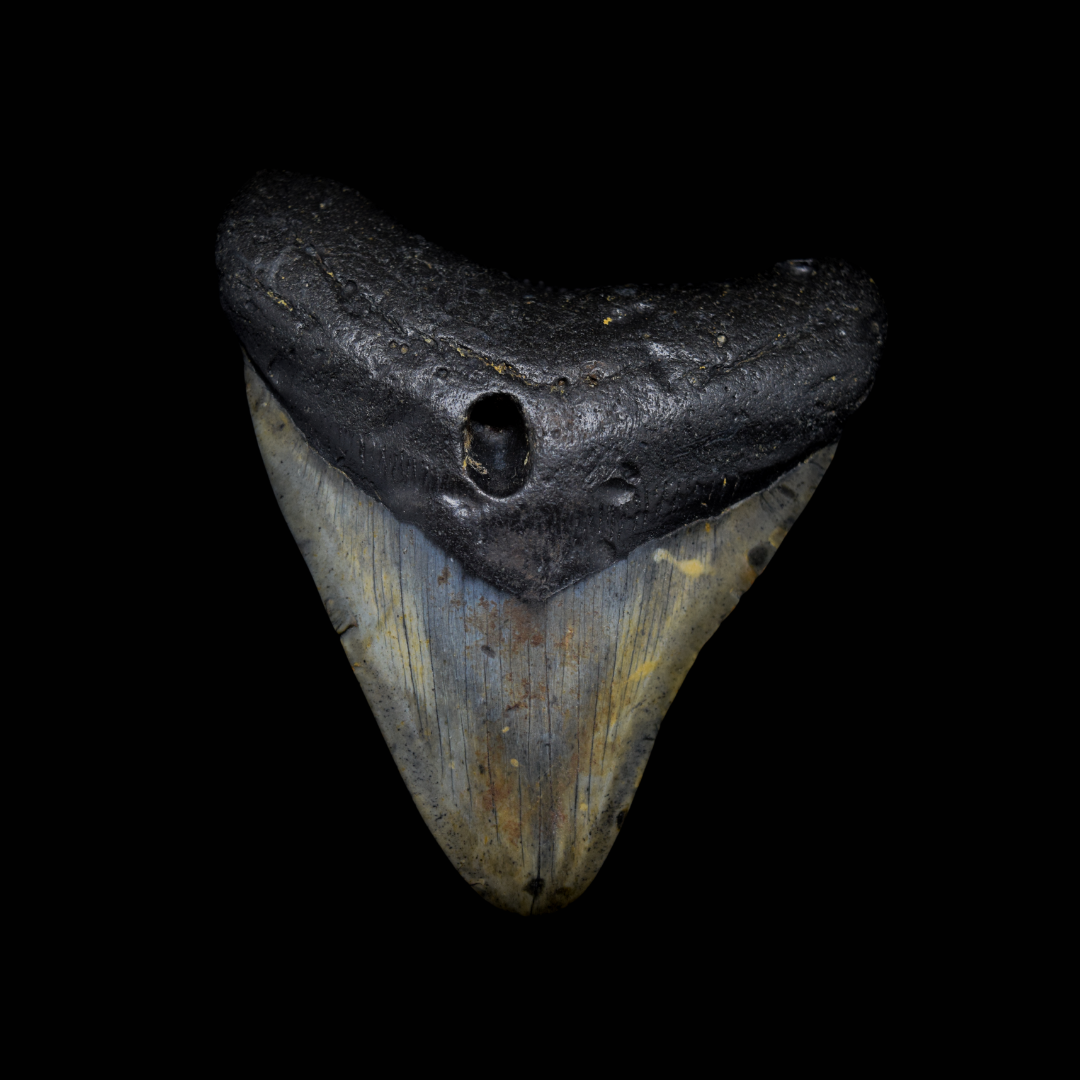 Diente de Megalodon