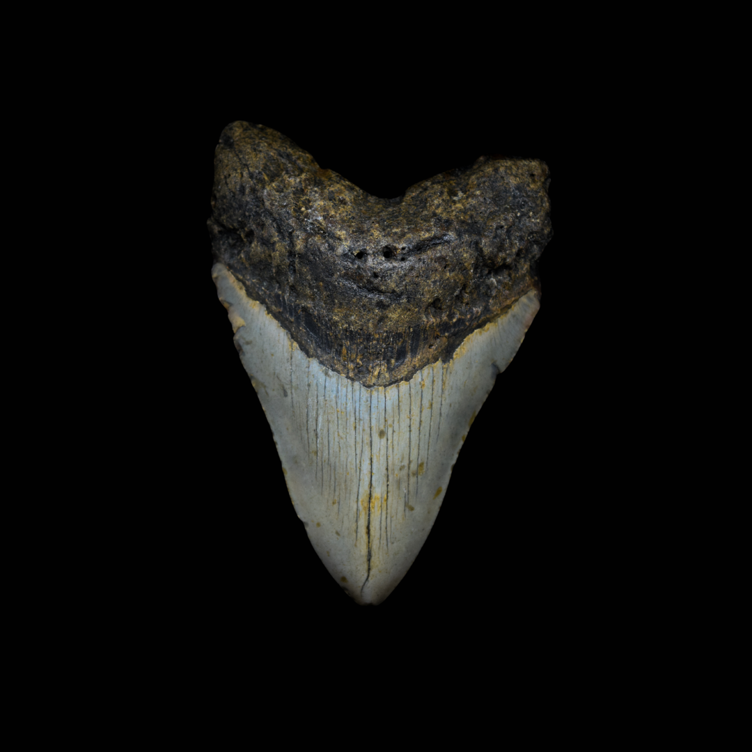 Diente de Megalodon