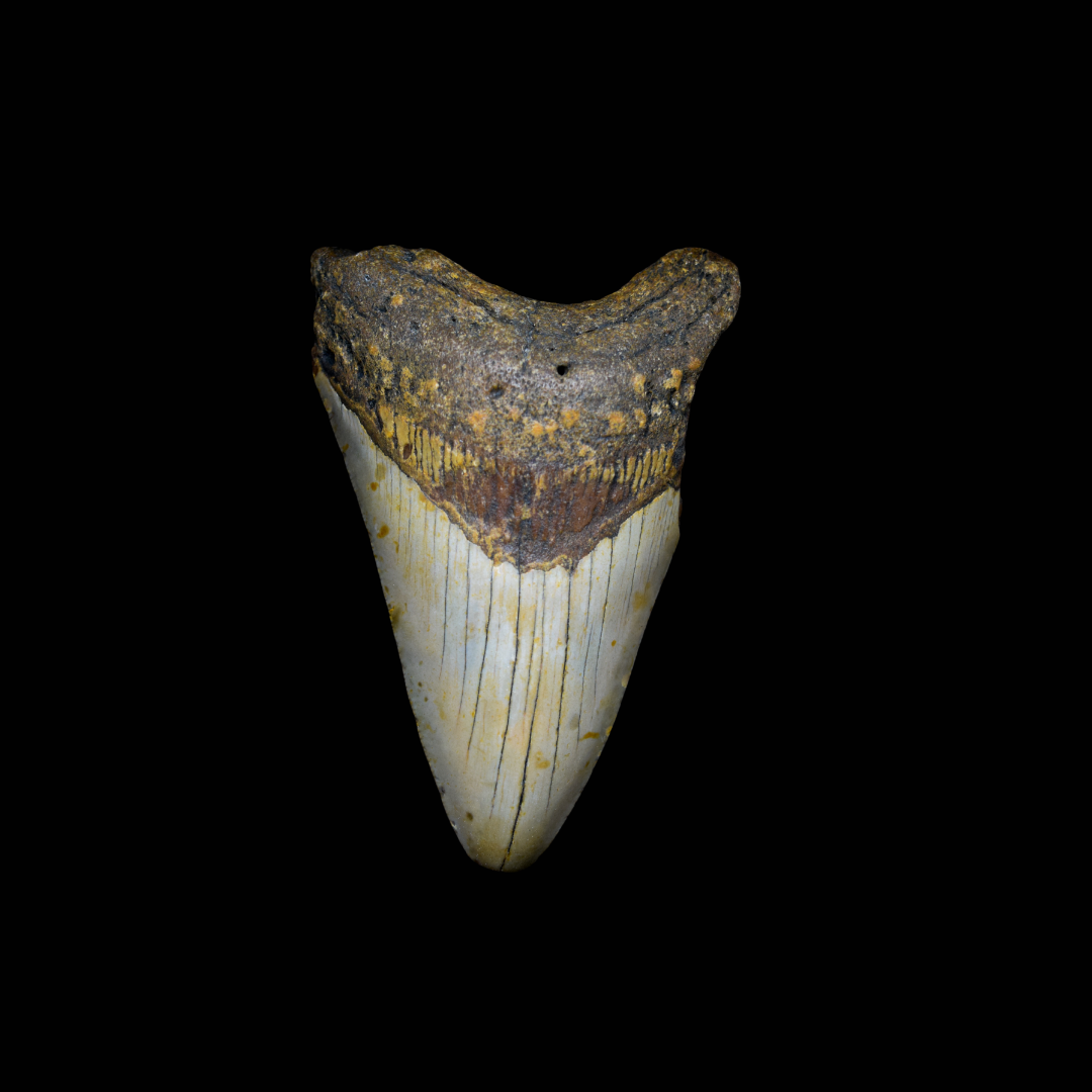 Diente de Megalodon