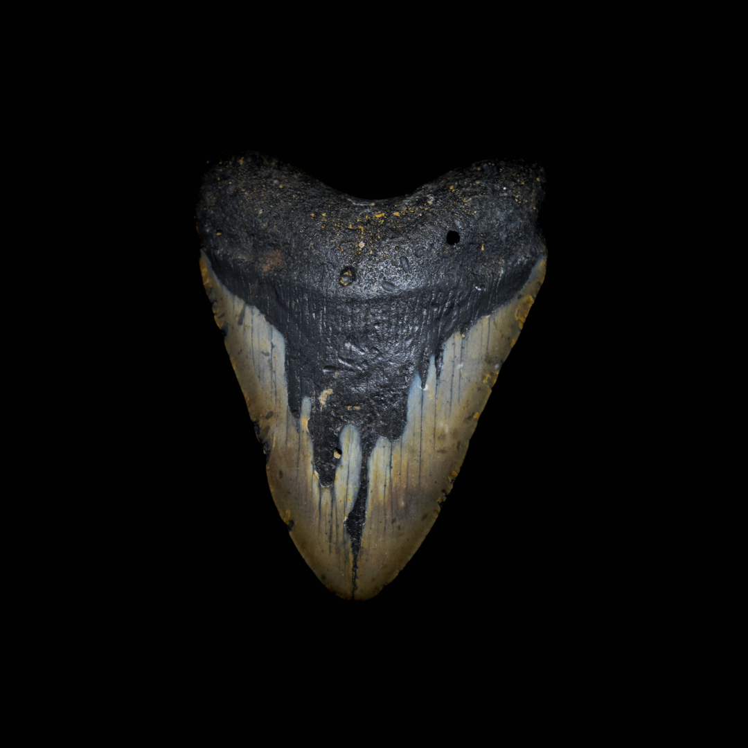 Diente de Megalodon