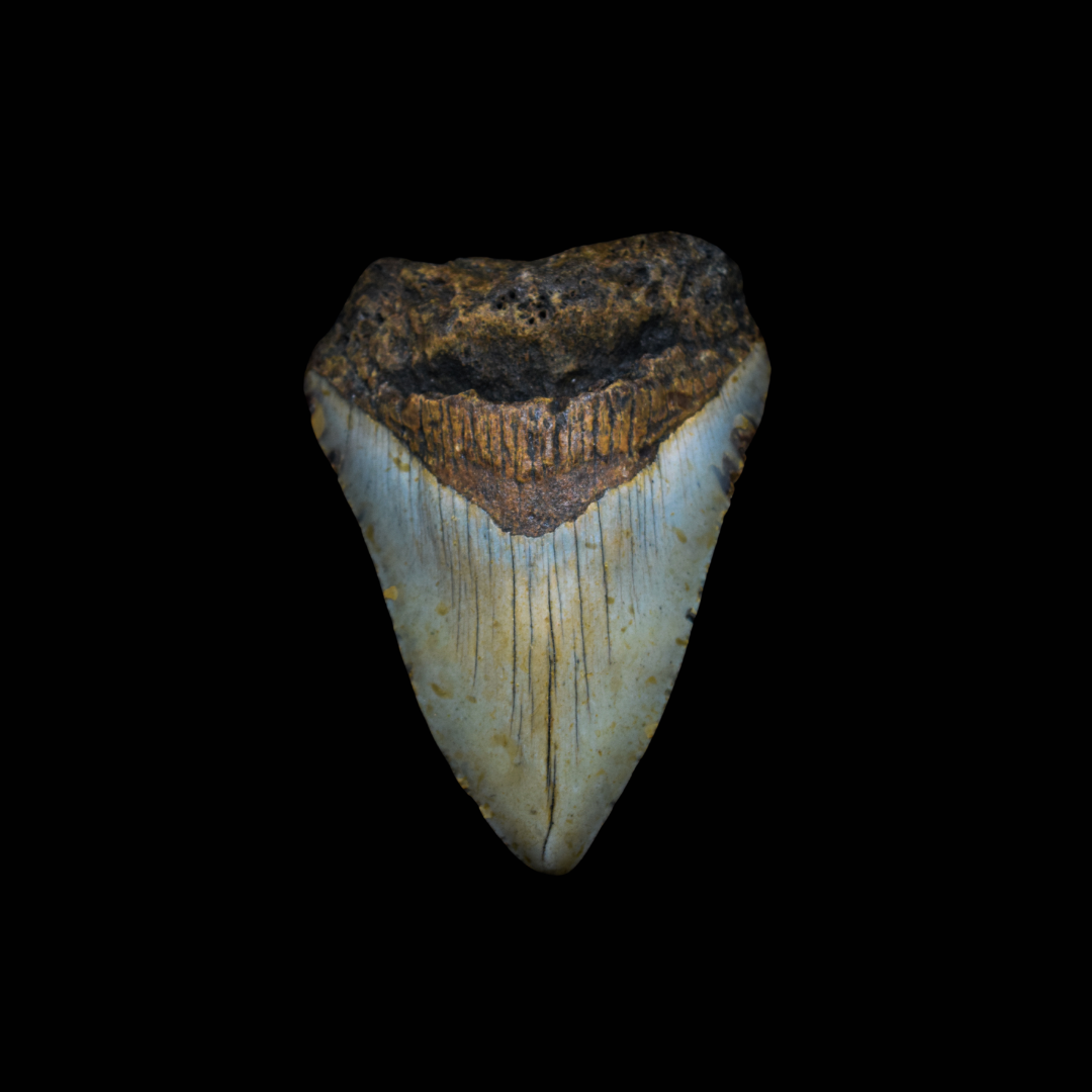 Diente de Megalodon