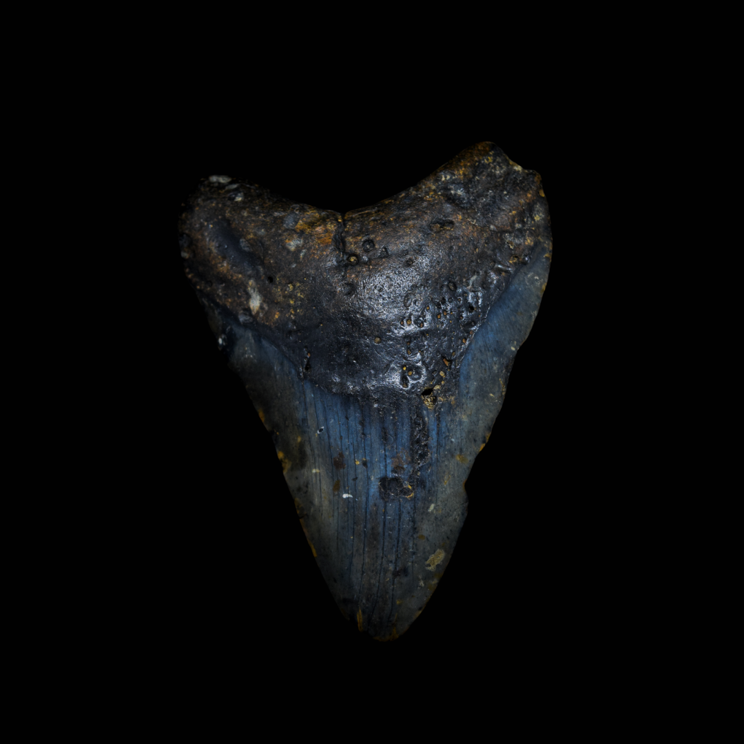 Diente de Megalodon