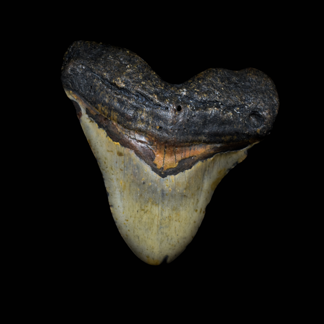 Diente de Megalodon