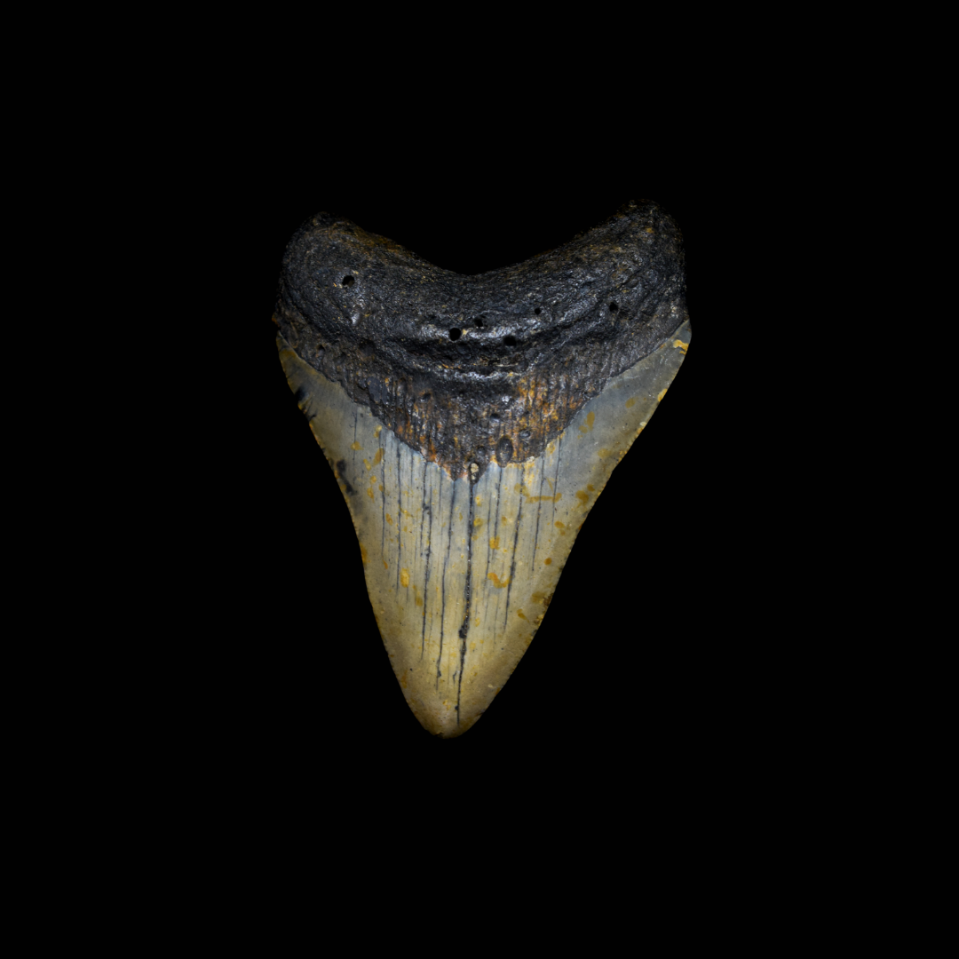 Diente de Megalodon