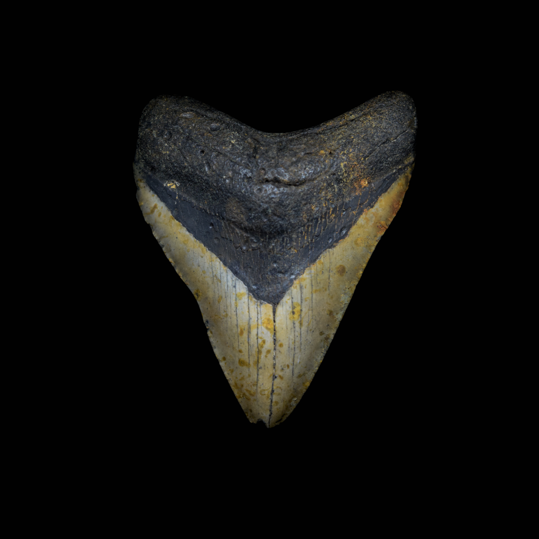 Diente de Megalodon