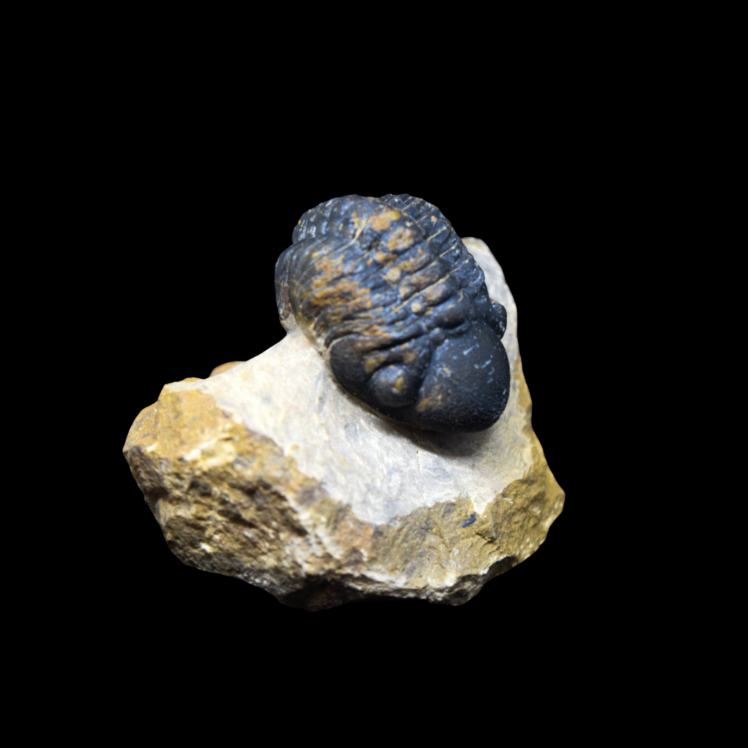 Trilobite Phacops