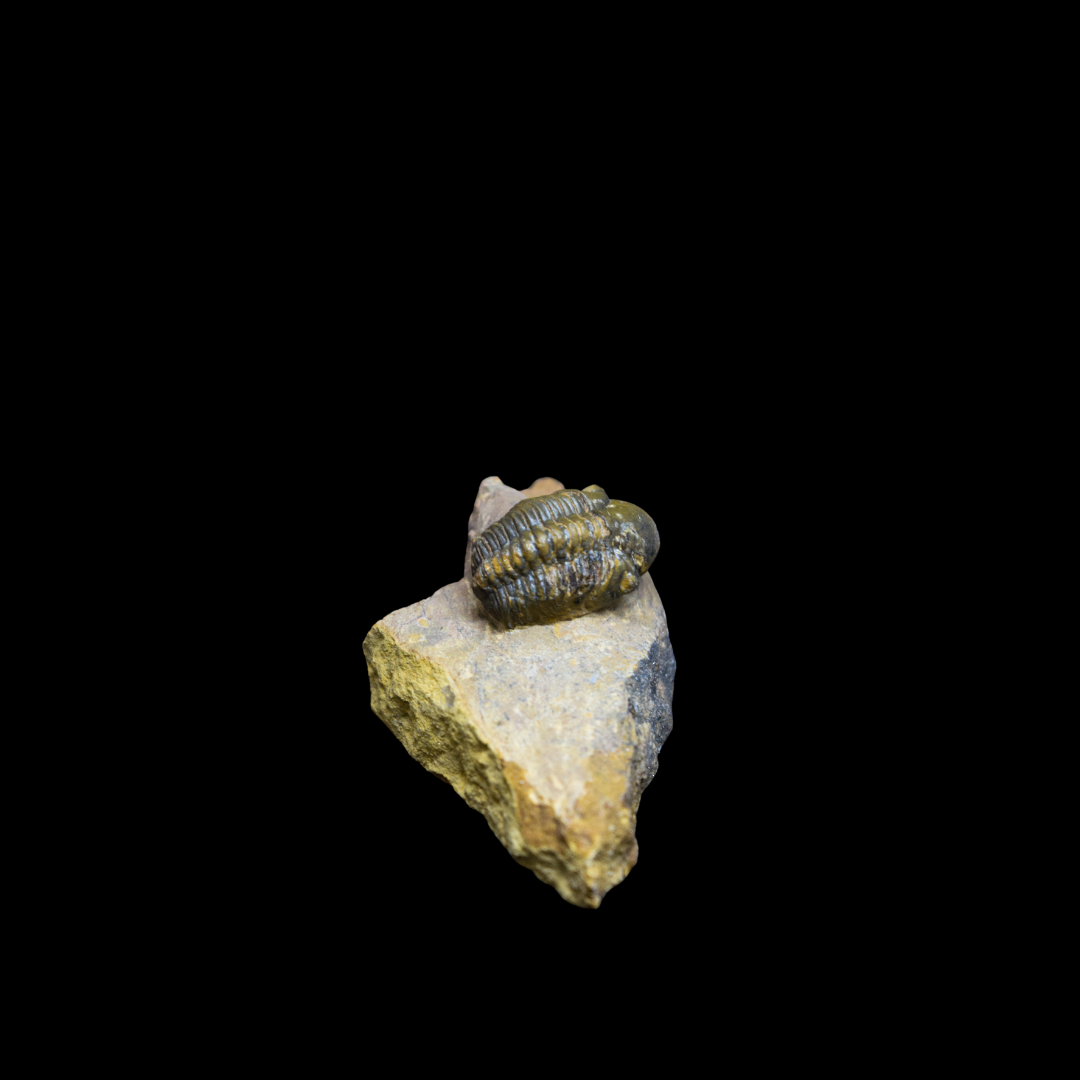 Trilobite Phacops
