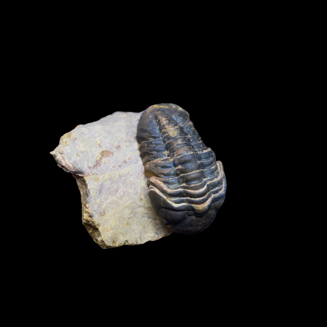Trilobite Phacops
