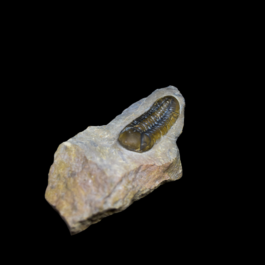 Trilobite Phacops