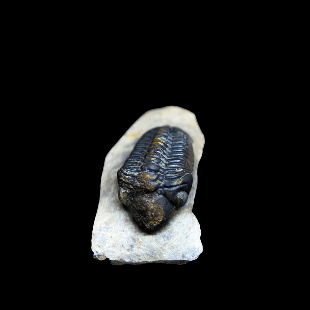 Trilobite Phacops