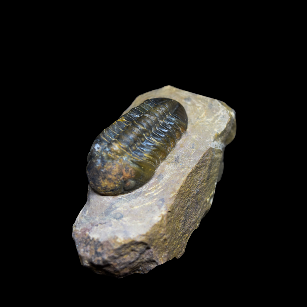 Trilobite Phacops