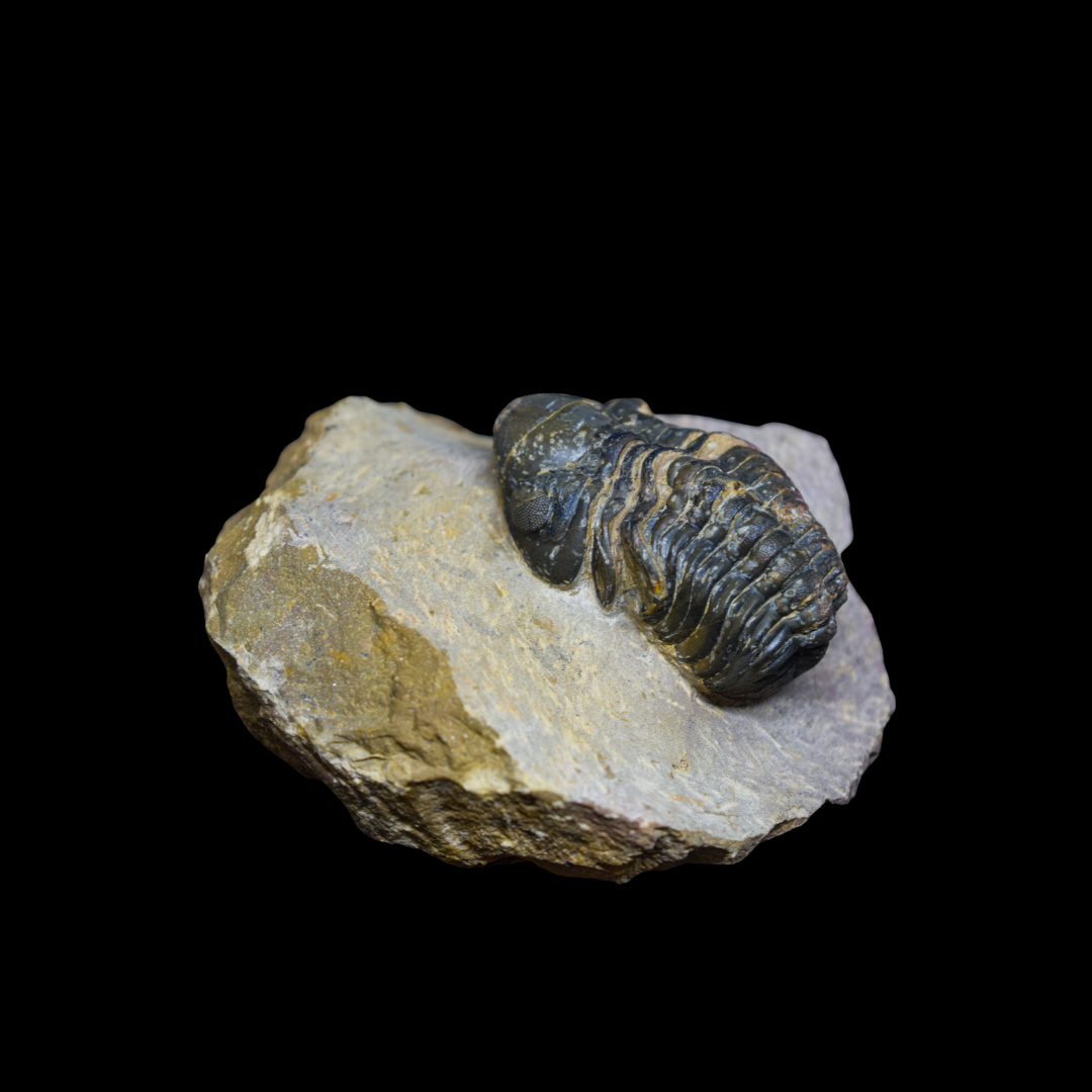 Trilobite Phacops