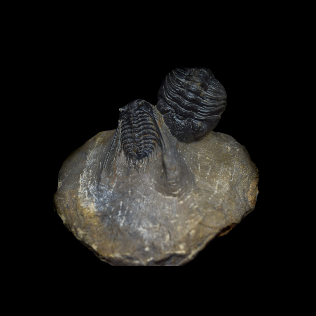 Trilobites Leonaspis y Phacops