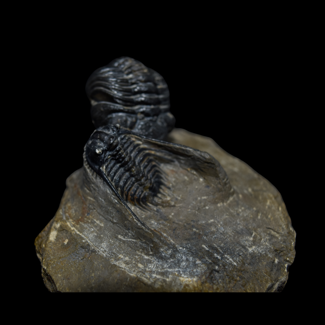 Trilobites Leonaspis y Phacops