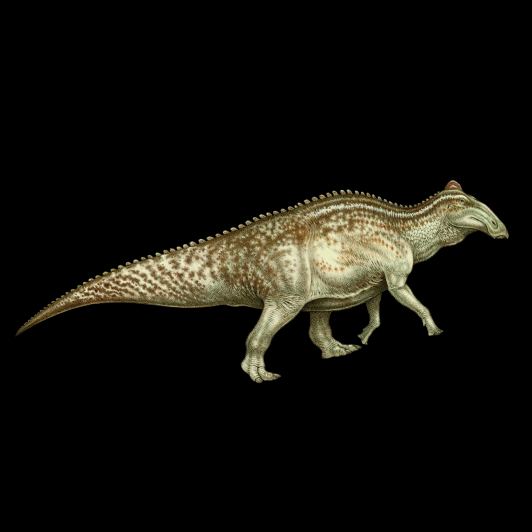 Fragmento de hueso (extremidad) de Edmontosaurus