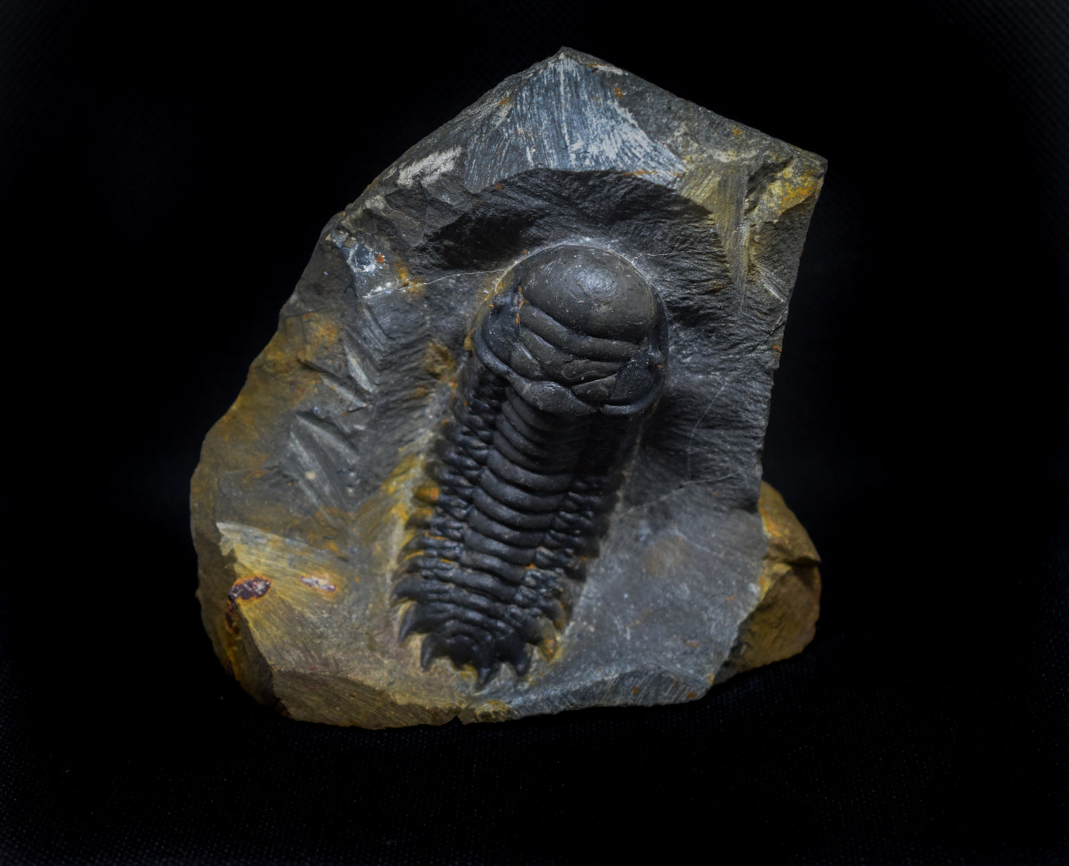 Trilobites