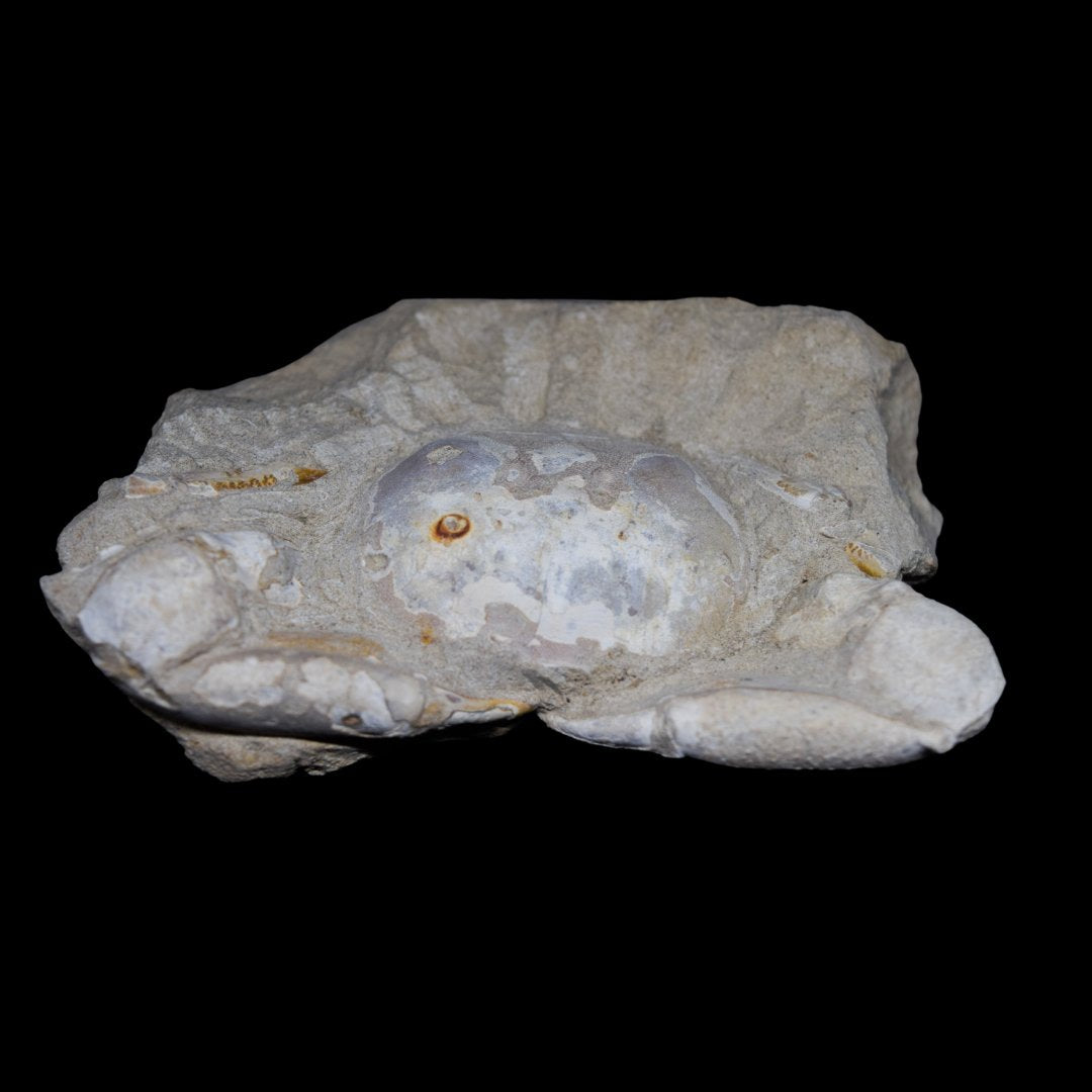 Cangrejos fosilizados