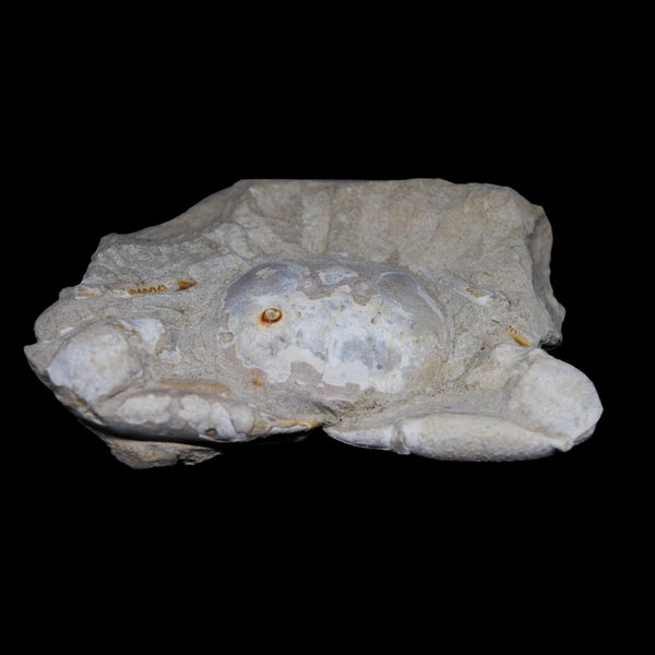 Cangrejos fosilizados
