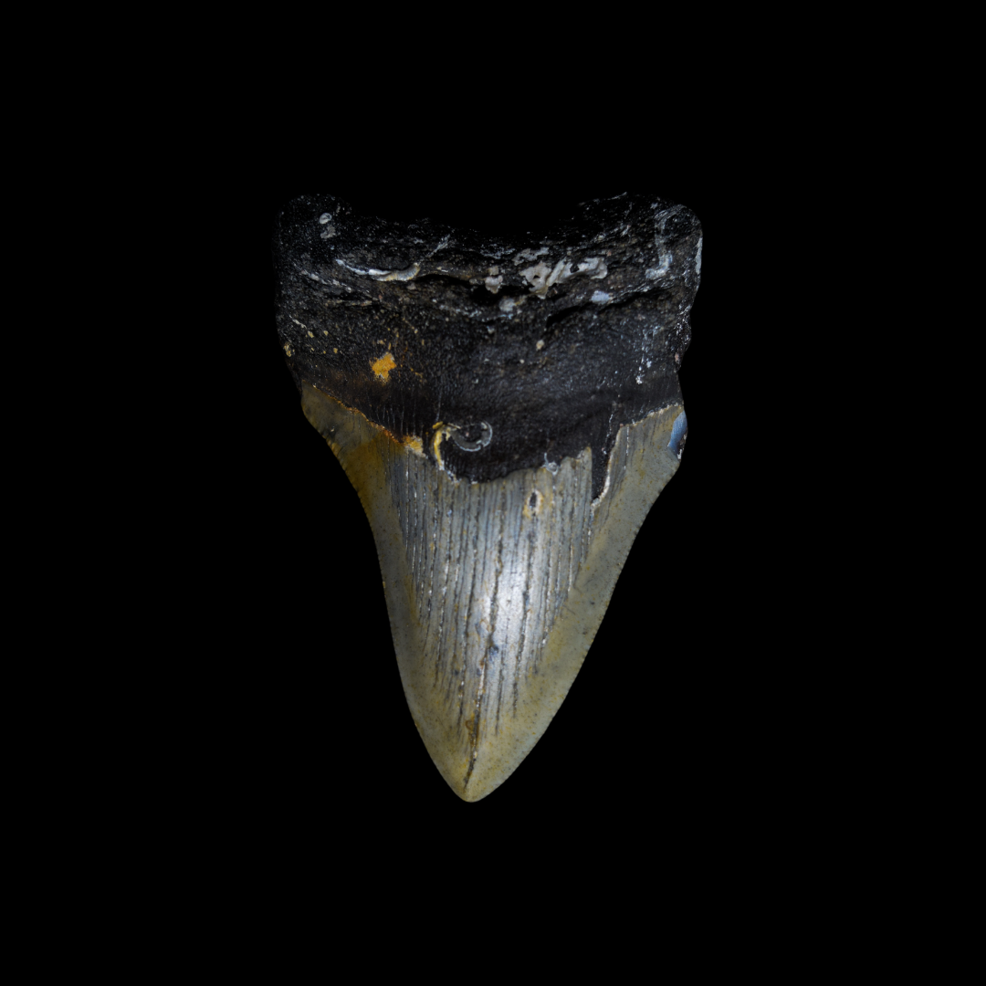 Dientes de Tiburón