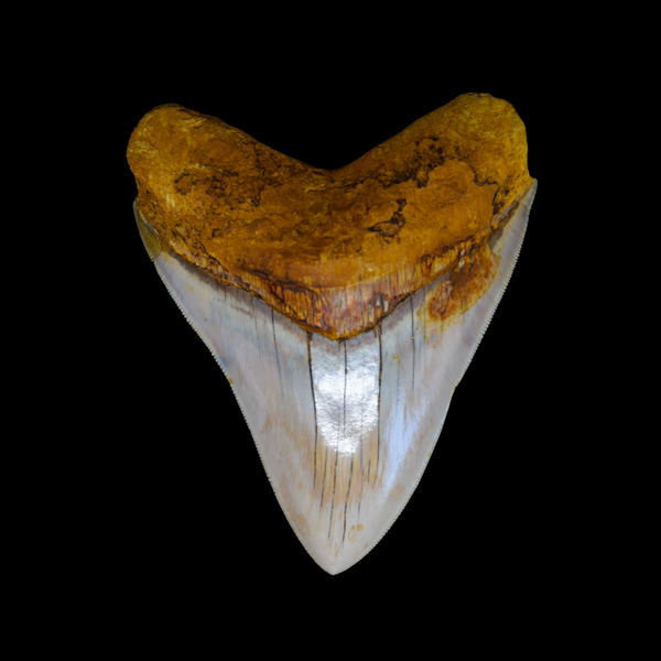 Diente de Megalodon