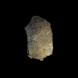 Fragmento de Caparazón de Tortuga del Cretácico