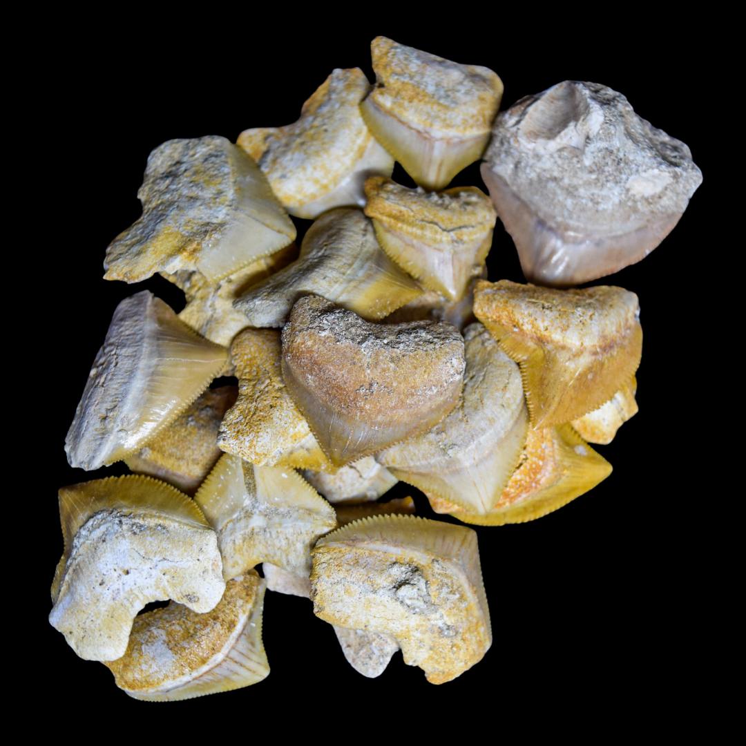 Lote 10 dientes Squalicorax