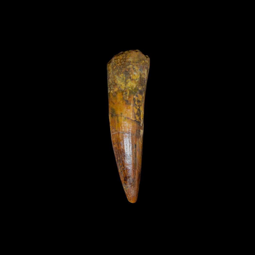 Diente de Spinosaurus 10