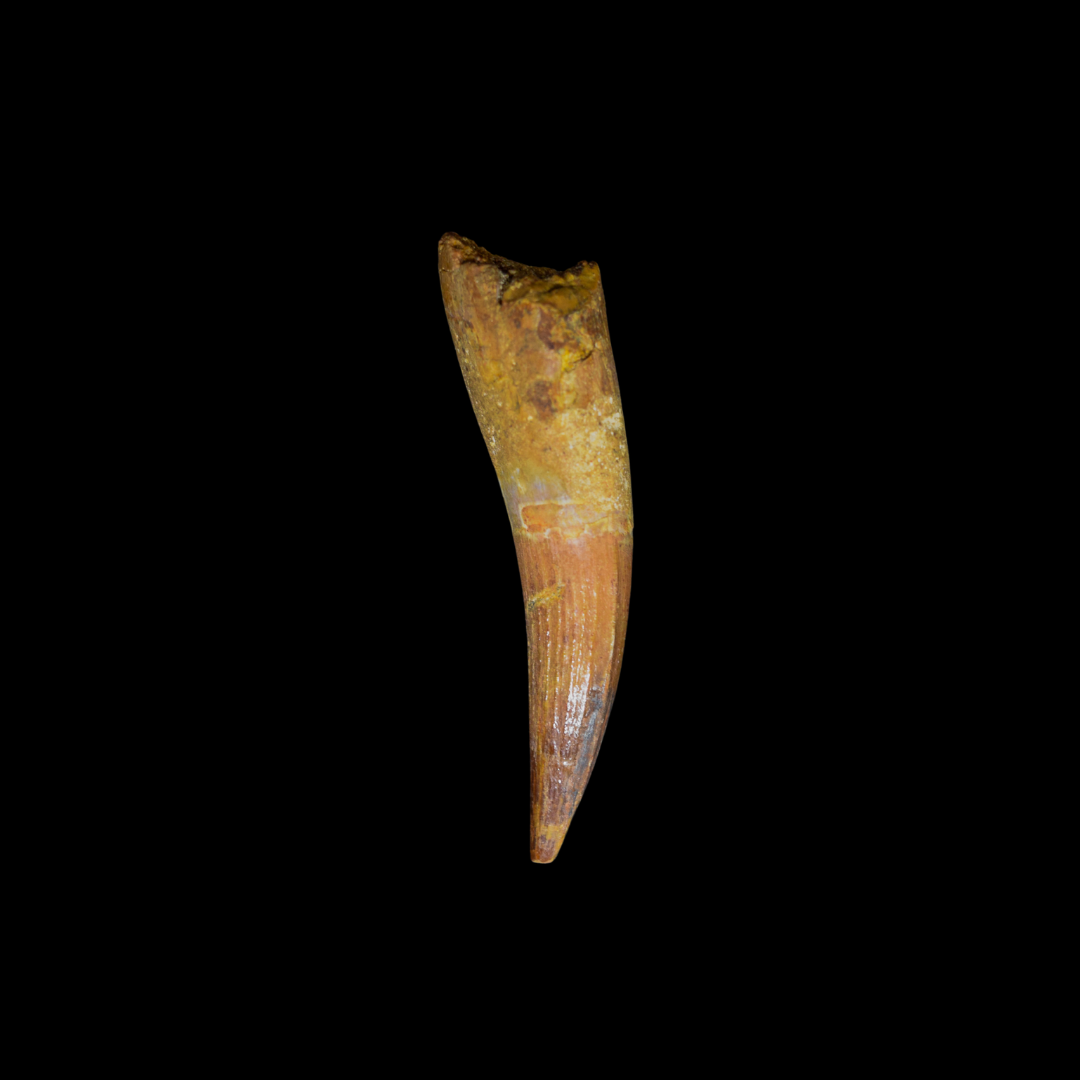 Diente de Spinosaurus 29
