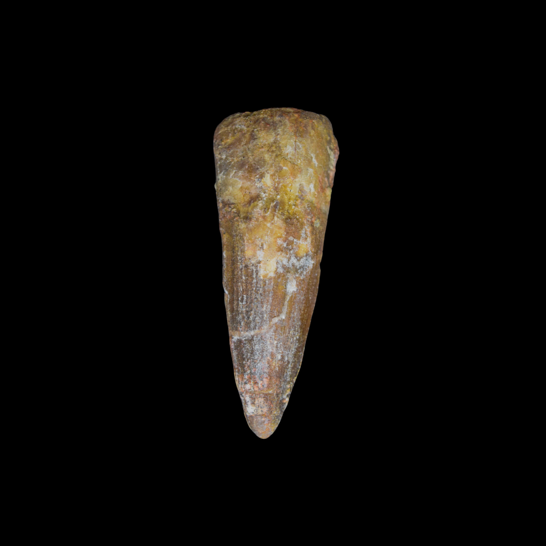 Diente de Spinosaurus 11