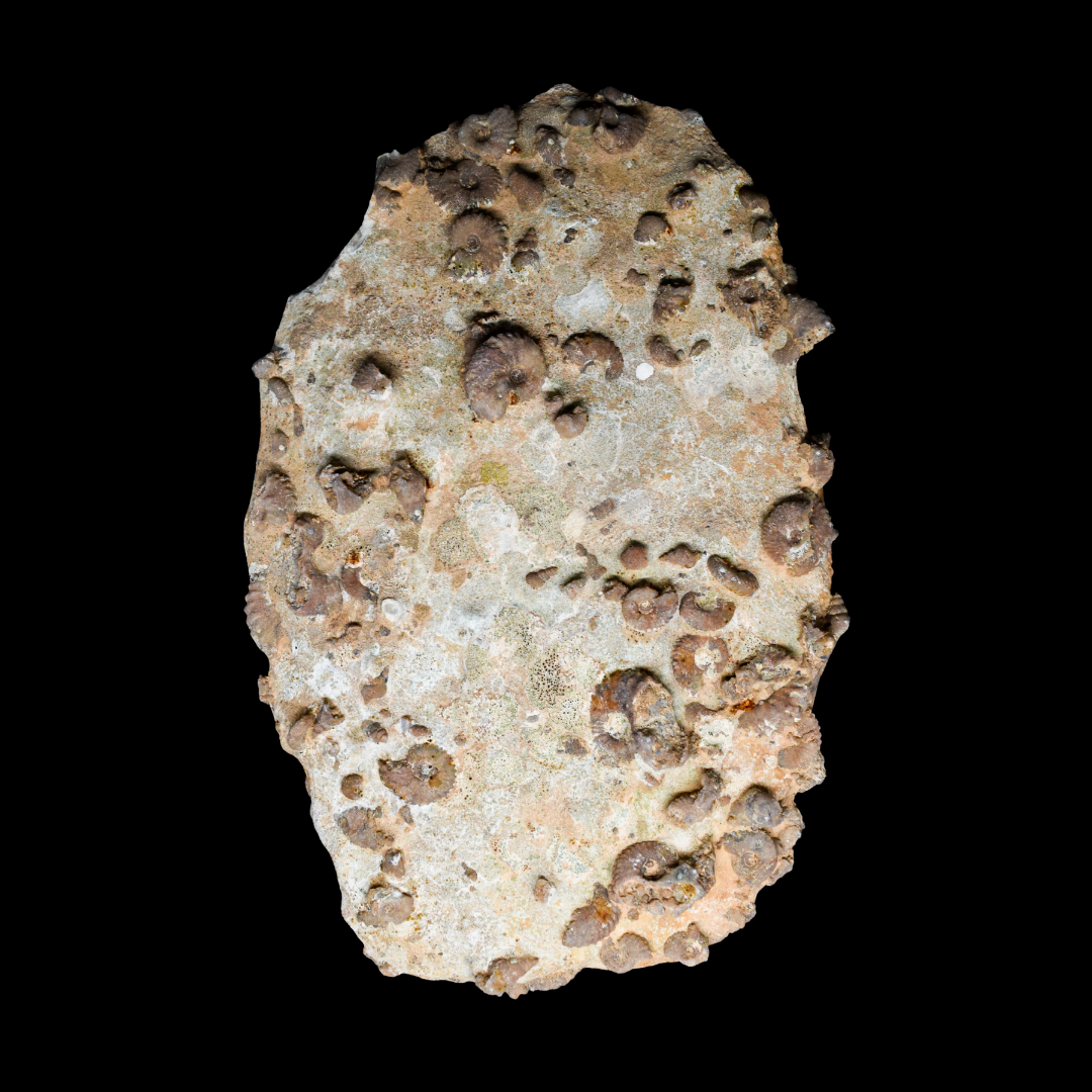 Placa de mortandad masiva de ammonites