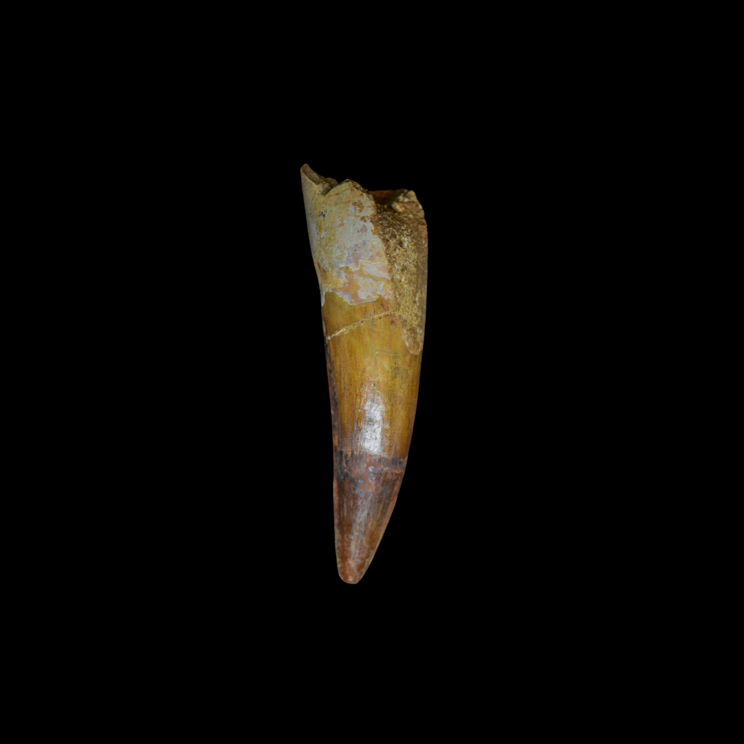 Diente de Spinosaurus 30