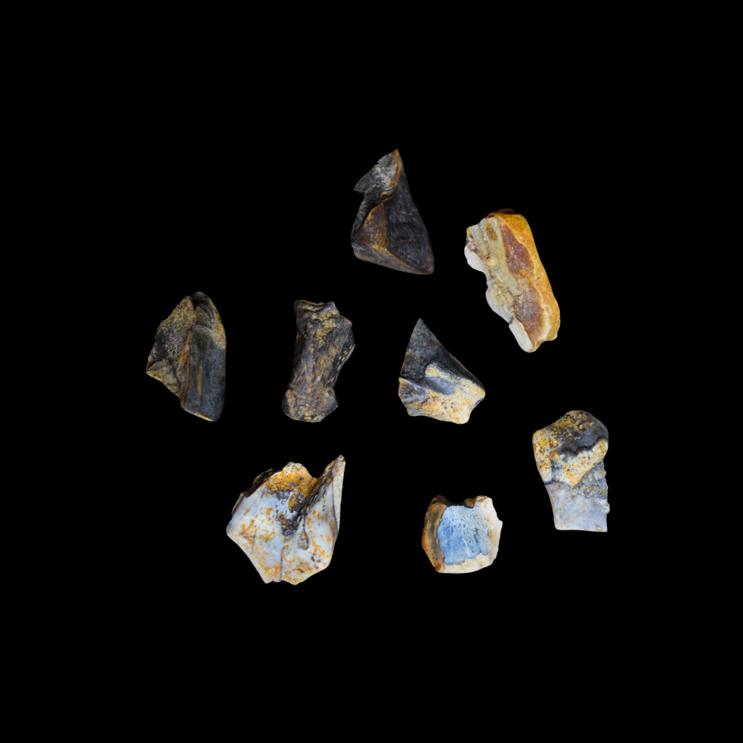 Diente de Edmontosaurus