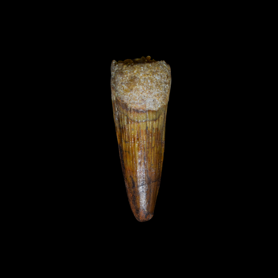 Diente de Spinosaurus 13
