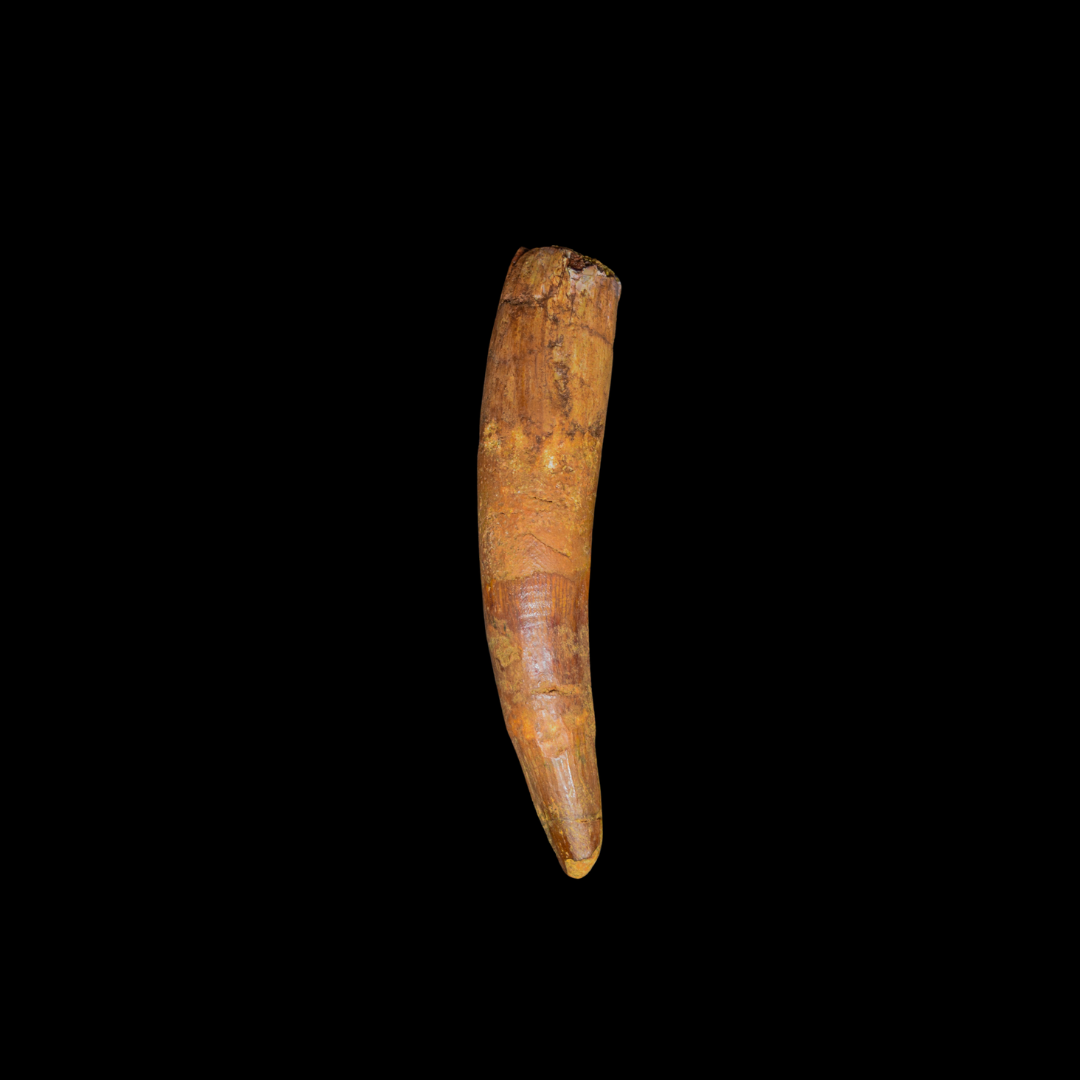 Diente de Spinosaurus 32
