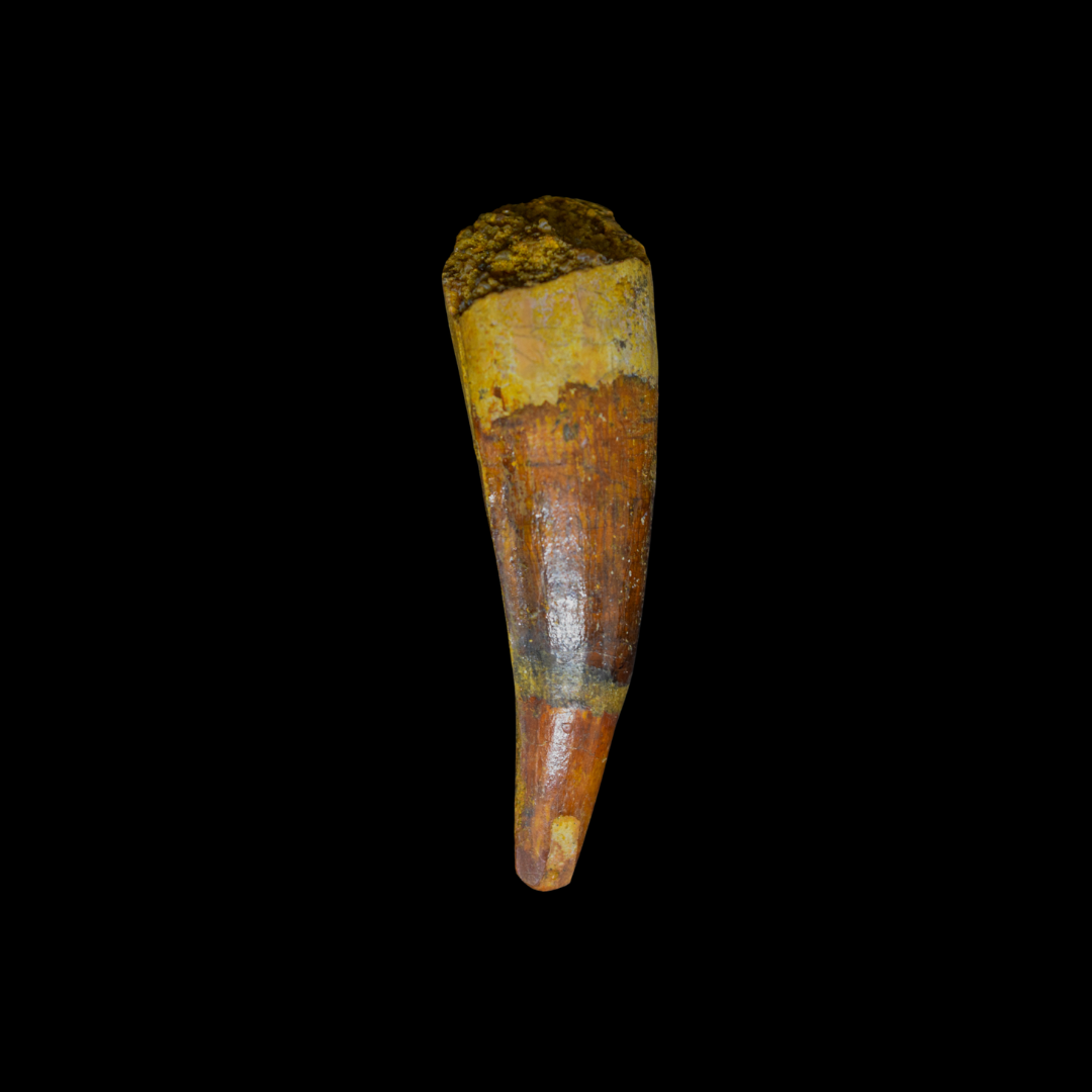 Diente de Spinosaurus 14
