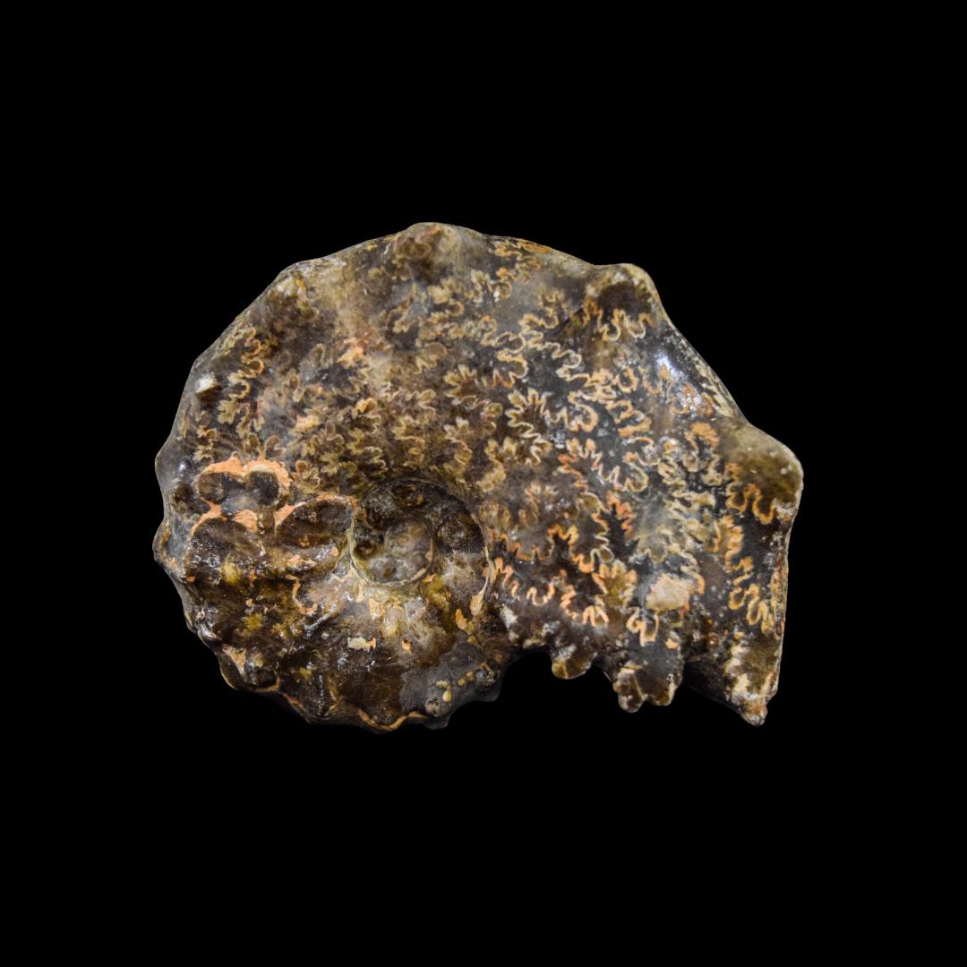 Ammonite Mammites Mediano