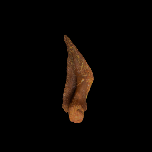 Fragmento de craneo de pez