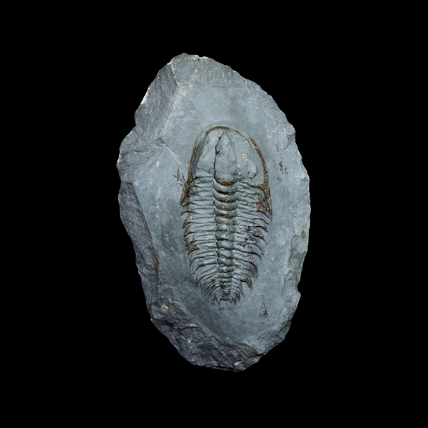 Trilobite Longianda